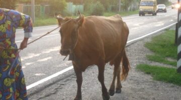 фото Александра Шихова для АСП Ньюс