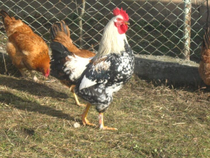 фото Александра Шихова для АСП Ньюс