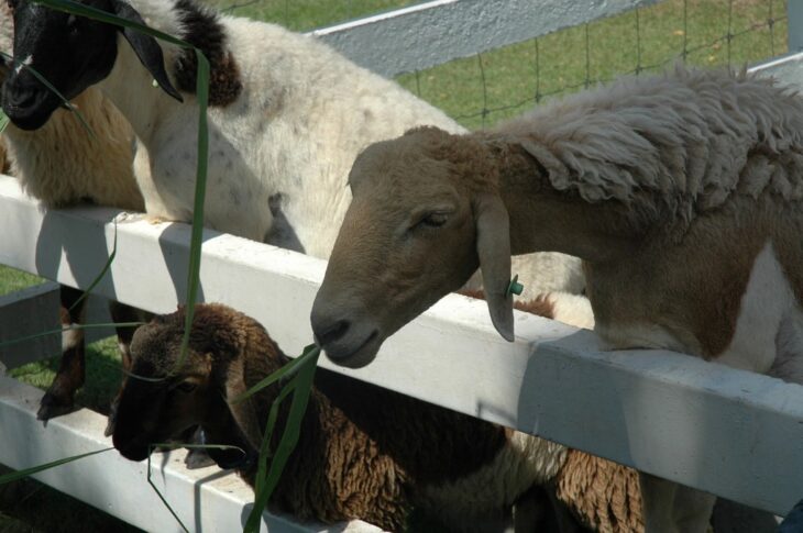 фото Ники Виноградовой для АСП Ньюс