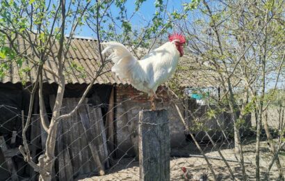 фото Ники Виноградовой для АСП Ньюс