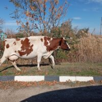 Фото Ники Виноградовой для АСП.Ньюс