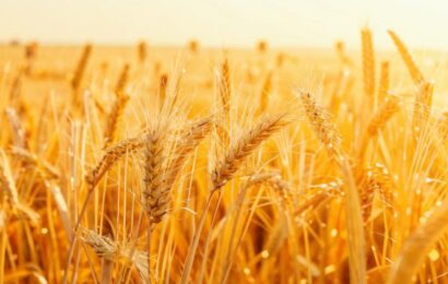 Фото сделано с помощью gigachat