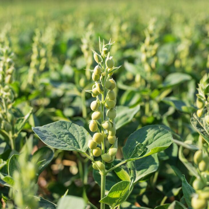 Фото сделано с помощью gigachat