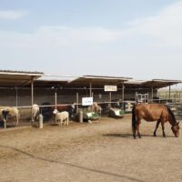 Фото сделано с помощью gigachat