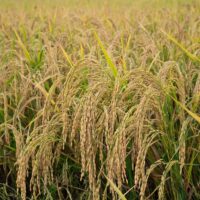 Фото сделано с помощью gigachat