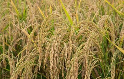 Фото сделано с помощью gigachat