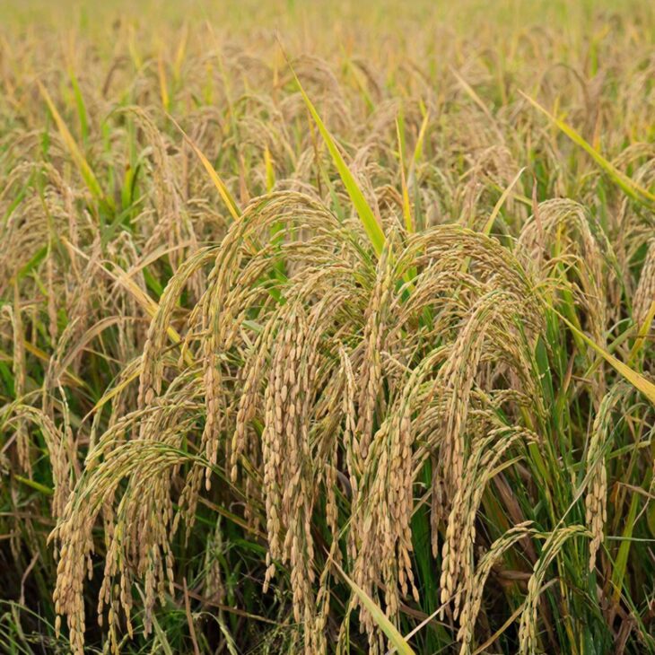 Фото сделано с помощью gigachat