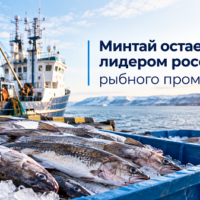 минтай