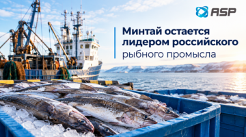 минтай