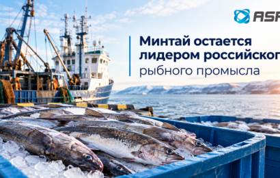 минтай