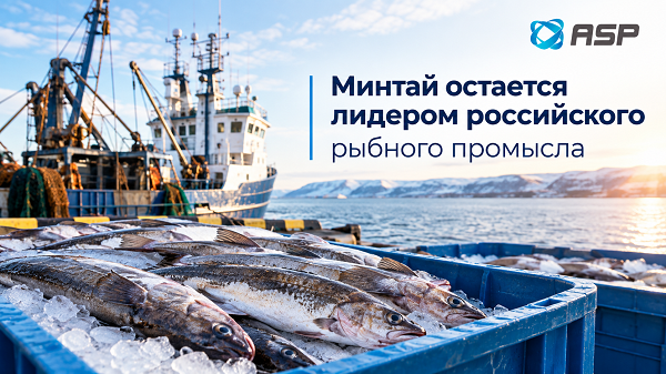 минтай
